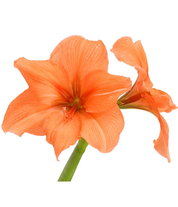 Amaryllis - Hippeastrum-Hybride, Zweitriebig, Sonderfarben – Bild 7