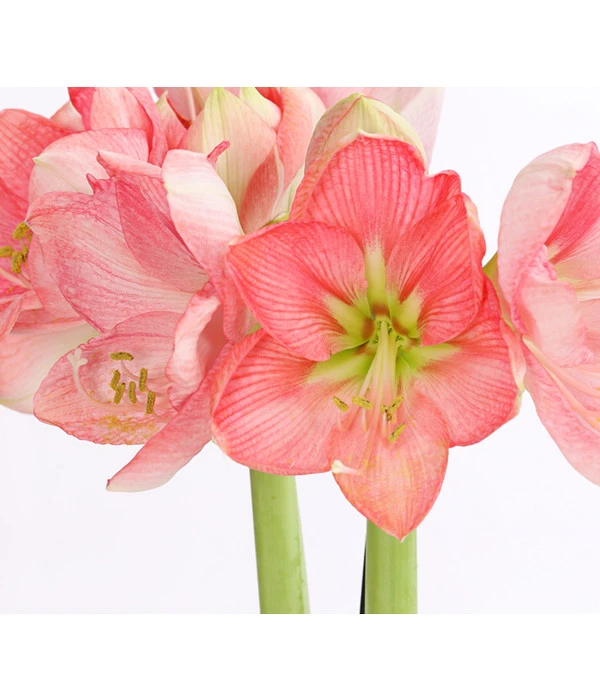 Amaryllis - Hippeastrum-Hybride, Zweitriebig, Sonderfarben – Bild 11