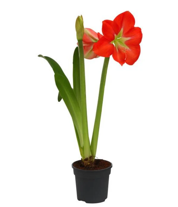 Amaryllis - Hippeastrum-Hybride, Zweitriebig, Sonderfarben – Bild 3