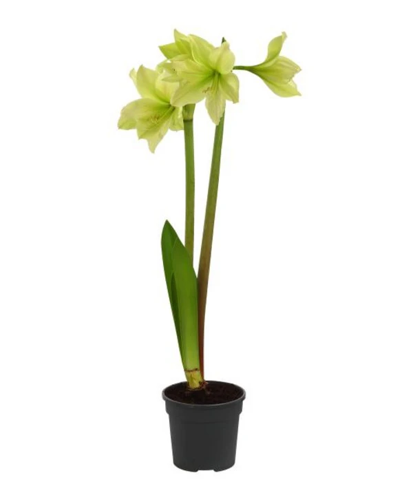 Amaryllis - Hippeastrum-Hybride, Zweitriebig, Sonderfarben – Bild 5