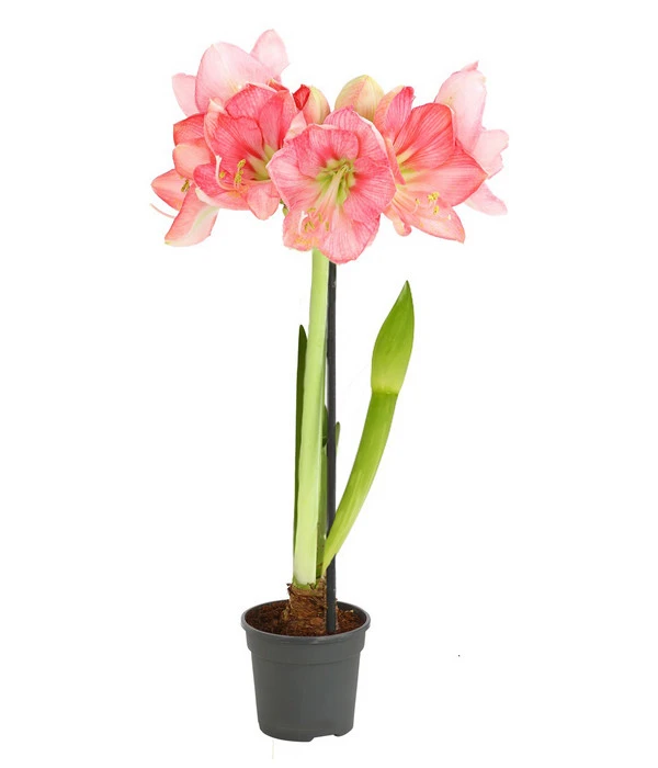 Amaryllis - Hippeastrum-Hybride, Zweitriebig, Sonderfarben – Bild 4