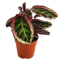 Korbmarante - Calathea 'Angela'