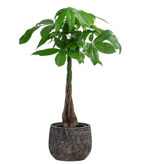 Glückskastanie - Pachira Aquatica, In Keramik