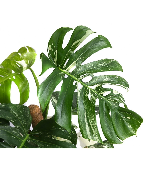 Fensterblatt - Monstera Deliciosa 'Variegata' Am Moosstab – Bild 3