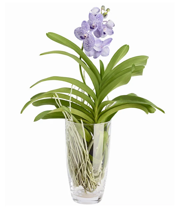 Orchidee - Vanda Cultivars 'Vanda', Im Glas – Bild 2