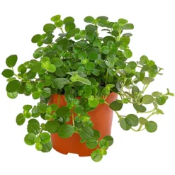 Kanonierblume - Pilea Depressa 'Sao Paulo'