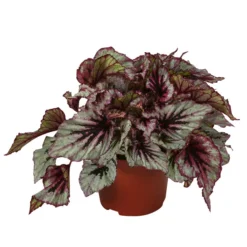 Blattbegonie - Begonia Rex-Hybride 'Evening Glow'