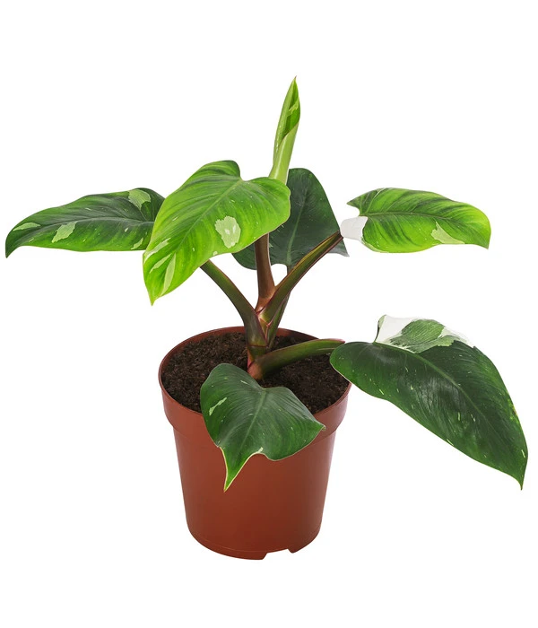 Baumfreund - Philodendron 'White Princess'