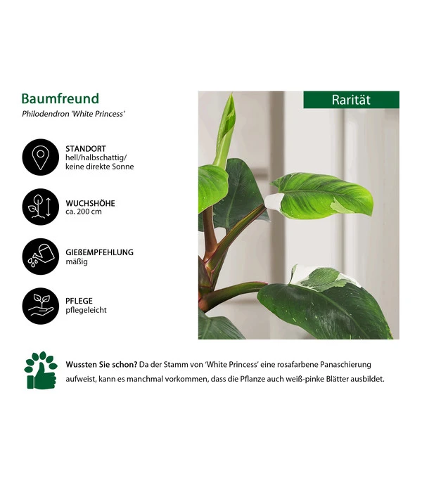 Baumfreund - Philodendron 'White Princess' – Bild 3