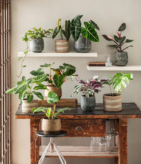 Baumfreund - Philodendron 'White Princess' – Bild 2