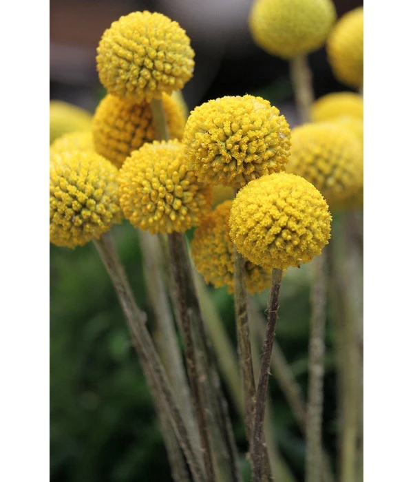 Trommelschlägel 'Golf Beauty' – Bild 4