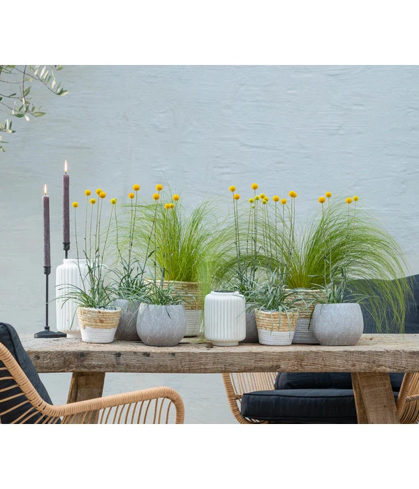 Trommelschlägel 'Golf Beauty' – Bild 3