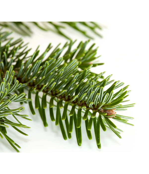 Nordmann-Tanne, Ca. 100-150 Cm, Gesägt – Bild 3