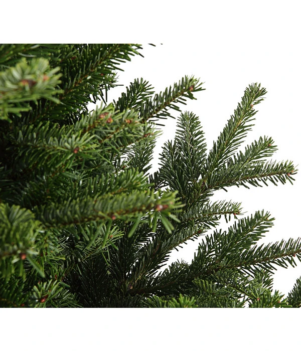 Nordmann-Tanne, Ca. 150-200 Cm, Gesägt – Bild 2