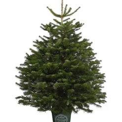 Nordmann-Tanne, Ca. 125-150 Cm, Im Topf Gewachsen
