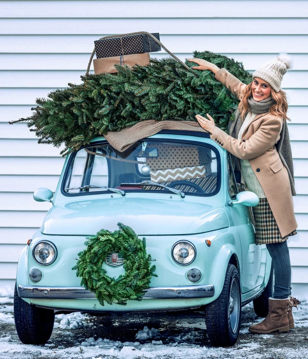 Nordmann-Tanne, Ca. 100-150 Cm, Gesägt – Bild 2