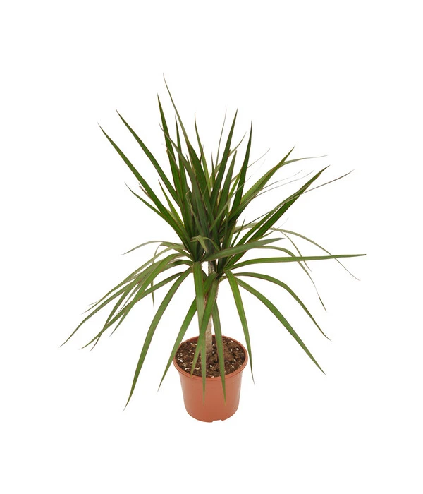 Zimmerpflanzen-Set Drachenhöhle, 4-teilig – Bild 3